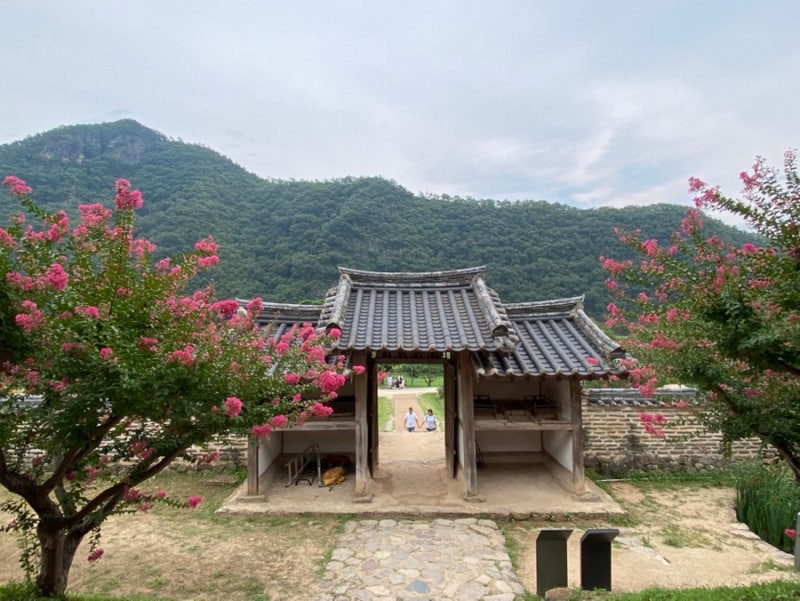 안동 가볼만한곳 코스 총정리/배롱나무 병산서원 /율시헌/ 사휴원 /로컬맛집 구서울갈비 &장....