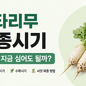알타리무 파종시기｜8월 말 지금 심어도 될까? 중부·남부 심는 시기와 수확시기