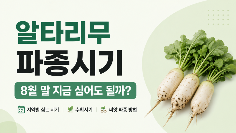 알타리무 파종시기｜8월 말 지금 심어도 될까? 중부·남부 심는 시기와 수확시기