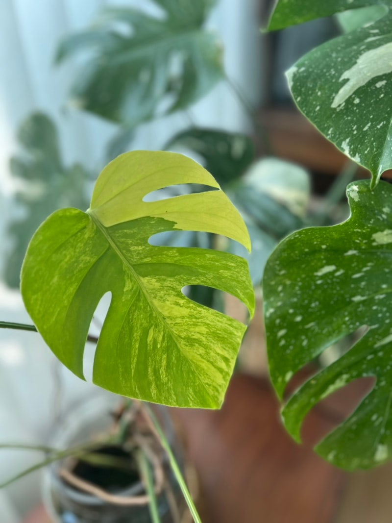 [하이포넥스] 수경식물영양제예요! 밀림같다고 끊었더니, 남편이 다시 영양제 찾네요~여기여....