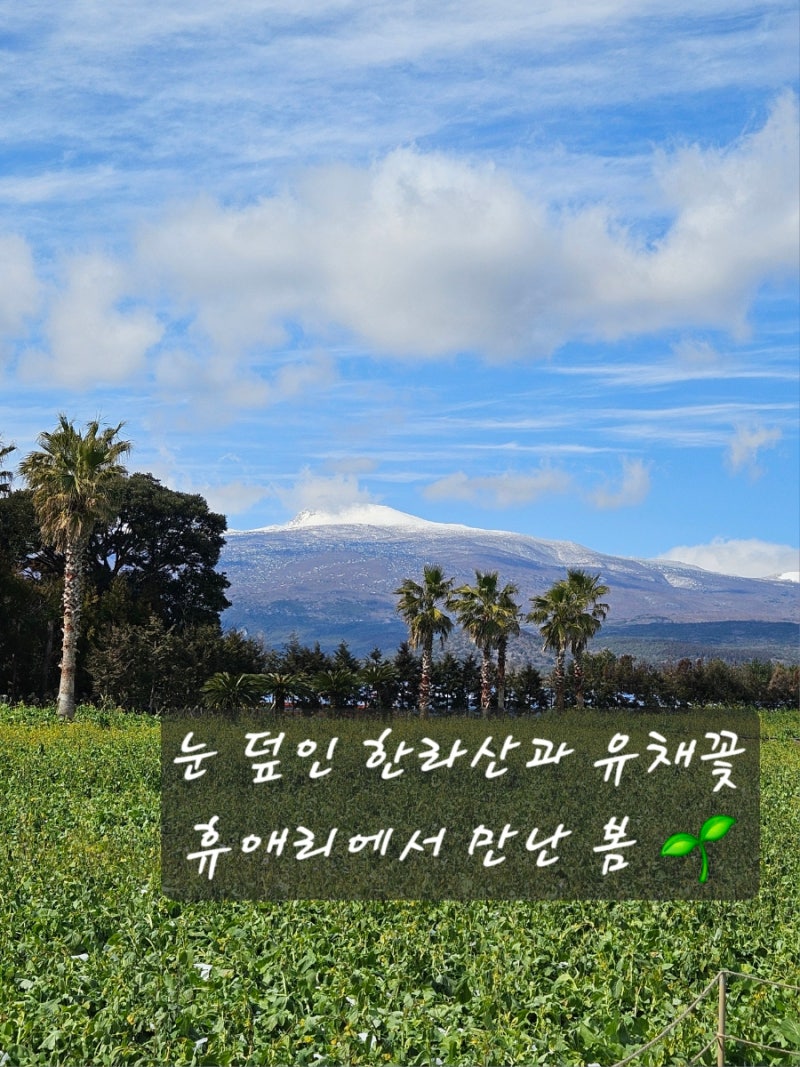 제주 휴애리자연생활공원｜눈 덮인 한라산과 유채꽃, 동백꽃까지