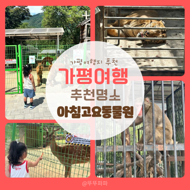 육아일기#92 가평 아이와 여행지 추천! ‘가평 아침고요가족동물원 입장료 및 할인정보’