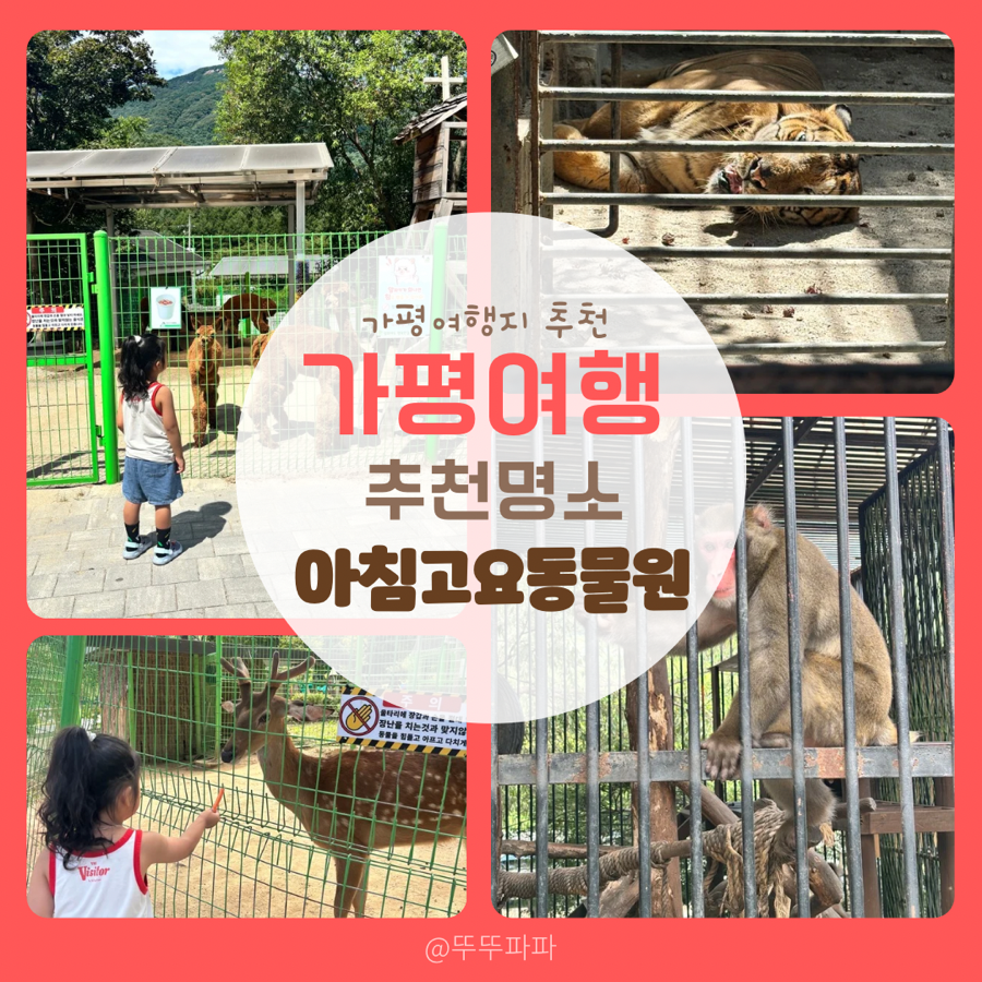 아침고요가족동물원 사진