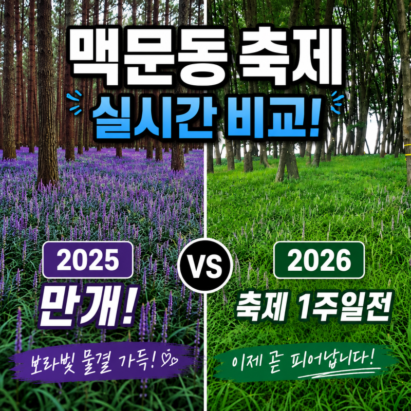 2026 서천 장항 맥문동 꽃 축제 D-7 실시간 개화상태! 축제 전에 제대로 필까?