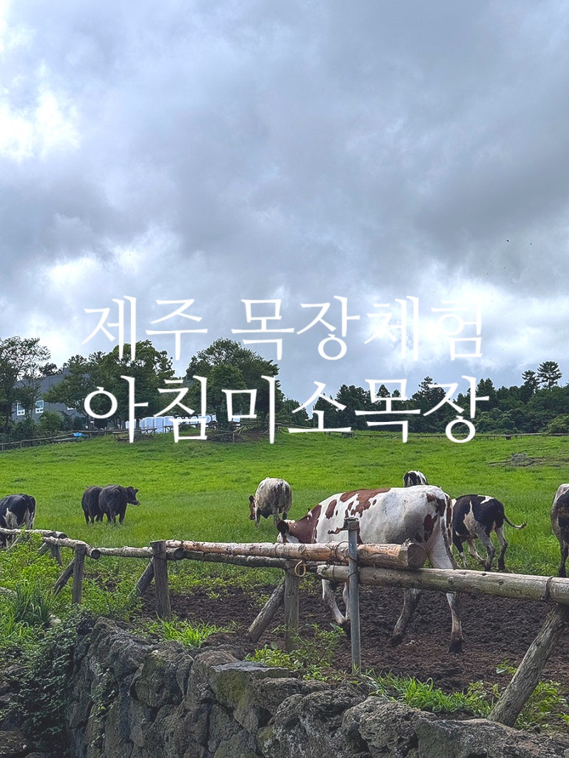 제주목장체험 제주 목장카페 아침미소목장 후기