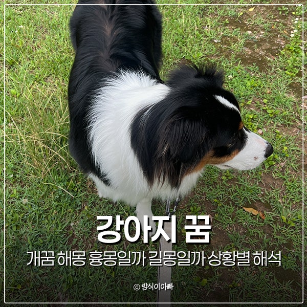 강아지 꿈 개꿈 해몽 흉몽일까 길몽일까 상황별 해석