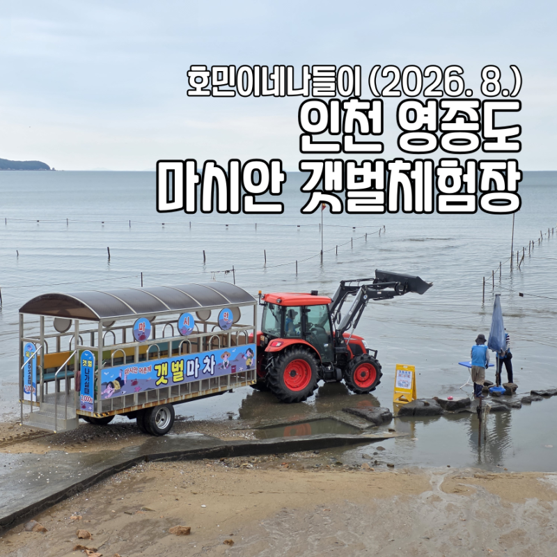 인천 영종도 마시안 갯벌체험장 조개해루질 후기 | 물때 보는 법, 조개(동죽) 해감하기