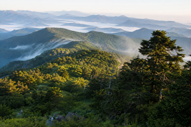 태백산국립공원, 정상만 보고 오면 후회합니다｜천제단·주목군락·검룡소·추천코스 완벽정....