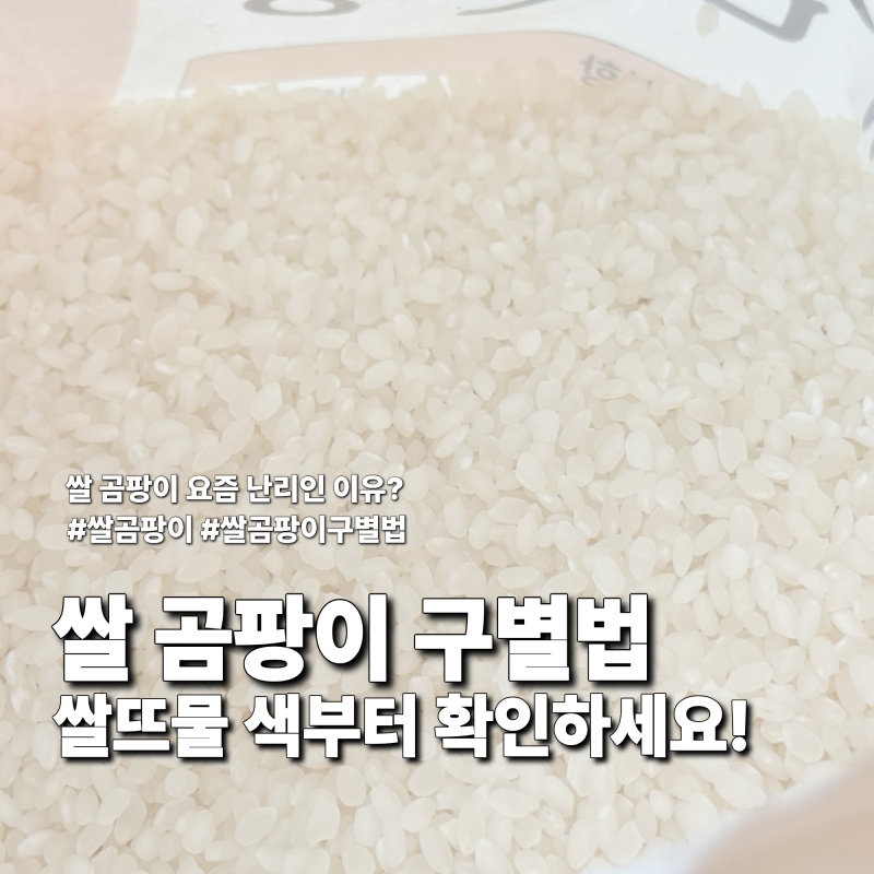 쌀 곰팡이 구별법, 요즘 난리인 이유? 쌀뜨물 색부터 확인하세요!