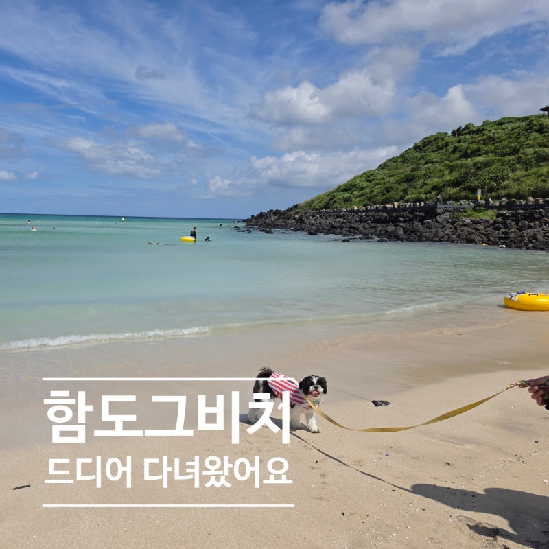 제주 함도그비치 주차장 샤워장 총정리 반려견과 배달음식까지 즐긴 하루