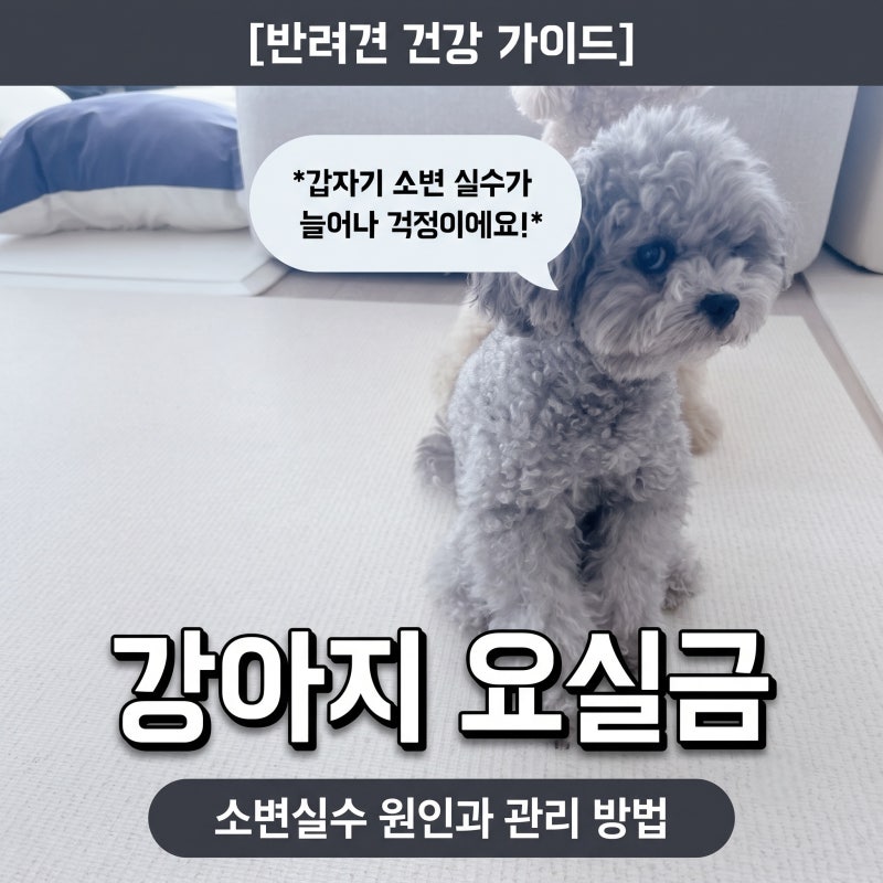 강아지 오줌지림 원인과 강아지 요실금 소변실수 관리 방법