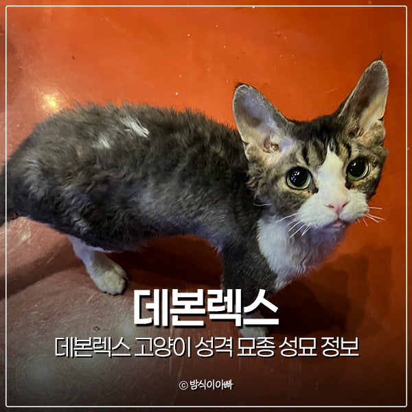 작은 고양이 품종 데본렉스 고양이 성격 묘종 성묘 정보