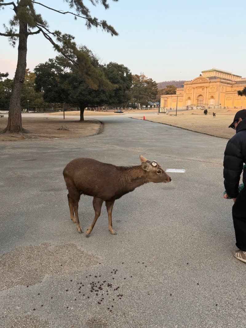일본 오사카 여행 로밍도깨비 이심 설치 간편해졌어요