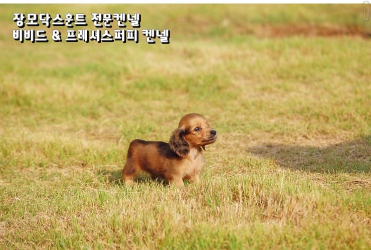 장모닥스훈트 분양 크림 쉐이드크림 세이블 초코탄 블랙탄 모색별 차이 비비드켄넬