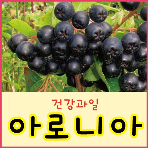 아로니아 효능 부작용 냉동 아로니아 생과 열매 아로니아 먹는법