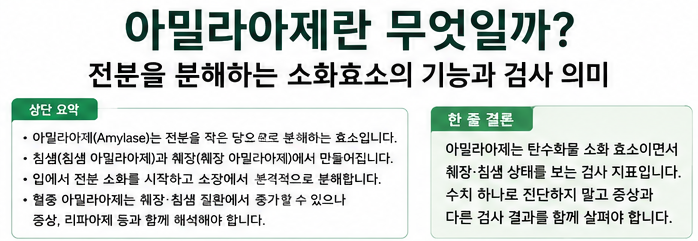 아밀라아제란 무엇일까? 전분을 분해하는 소화효소의 기능과 검사 의미