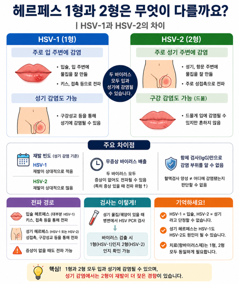 헤르페스 1형과 2형은 무엇이 다를까요?｜HSV-1과 HSV-2의 차이