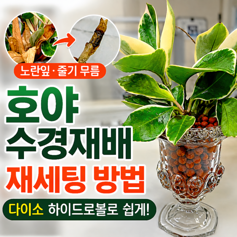 호야 수경재배 잎이 노랗고 줄기가 무를 때, 다이소 하이드로볼 재세팅 방법