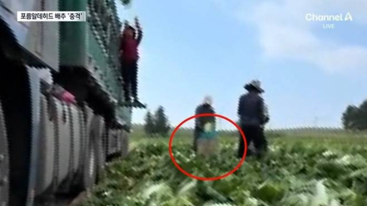 <b>중국</b> 발암물질 <b>배추</b> 충격 실태! 포름알데히드 담근 <b>배추</b> 적발 현장....