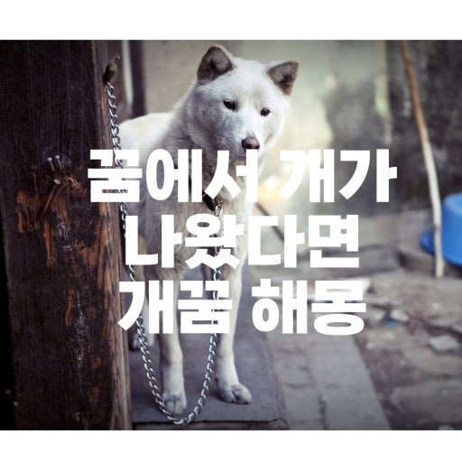 개 꿈 해몽, 강아지 나오는 꿈 상황별 의미 총정리