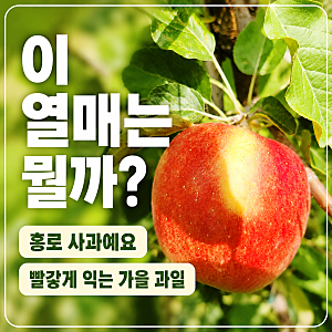 홍로사과 특징, 부사와 차이 정리｜잎따기하다 더위 먹을 뻔