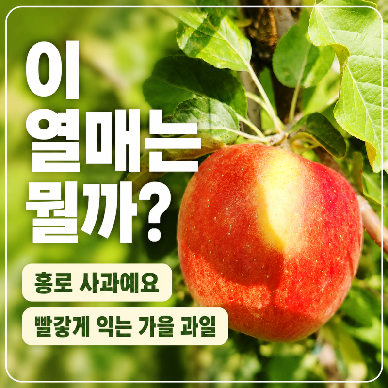 홍로사과 특징, 부사와 차이 정리｜잎따기하다 더위 먹을 뻔