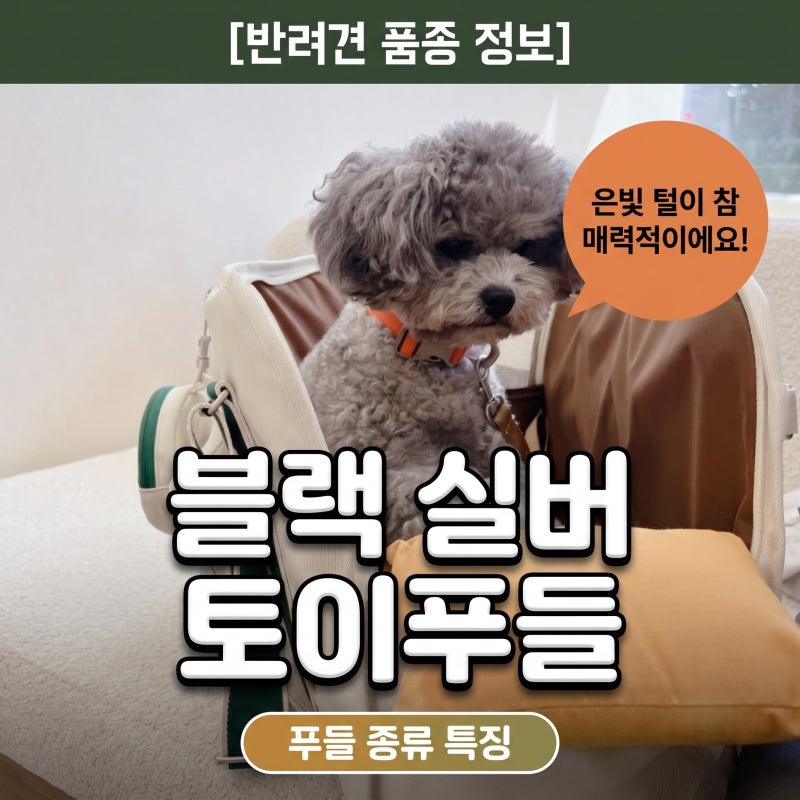 푸들 종류 실버푸들 회색푸들 블랙푸들 실버 토이푸들 특징은?