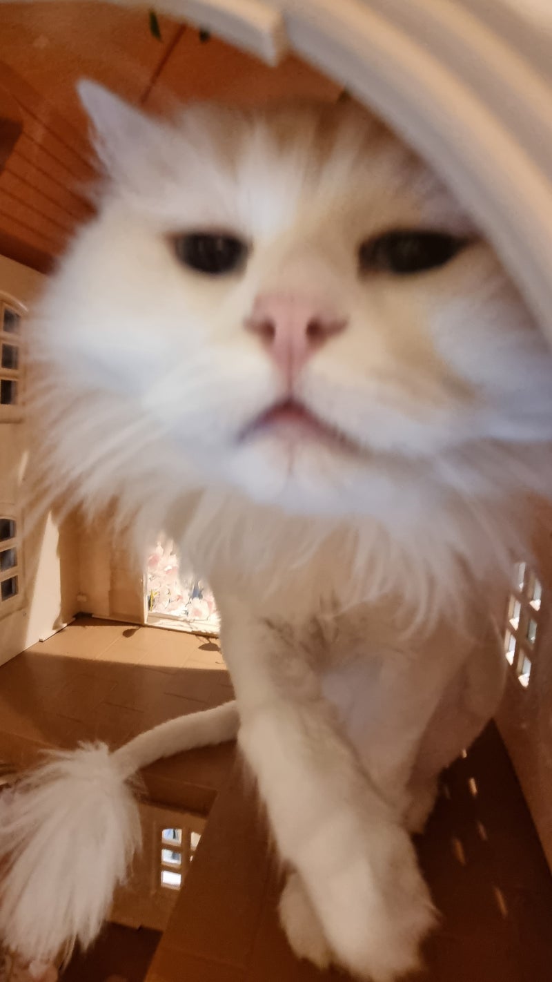 요새 자꾸 지구 멸망하는 꿈을 꿈