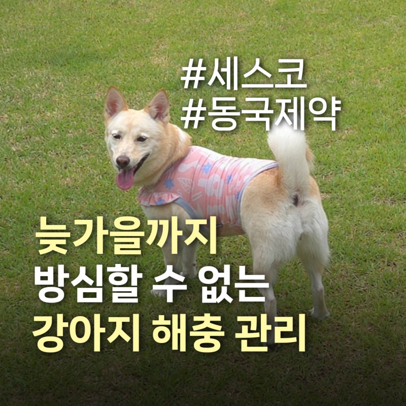 11월까지 진드기·모기 방심 금지! 물리기 전에 막아야한다 강아지 진드기 모기 해충케어️