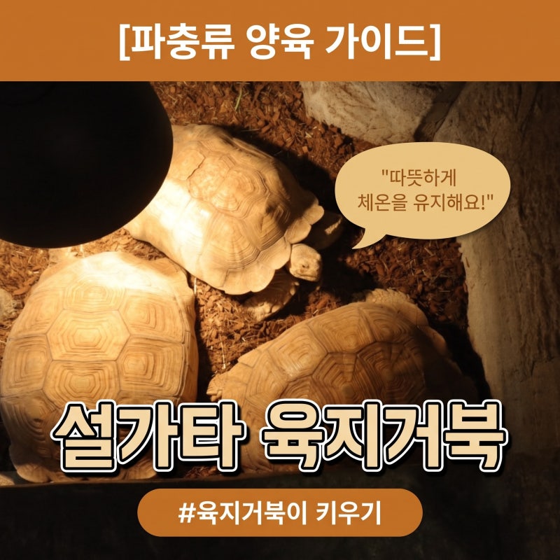 육지거북이 키우기 거북이 종류 설가타 육지거북 사육 방법