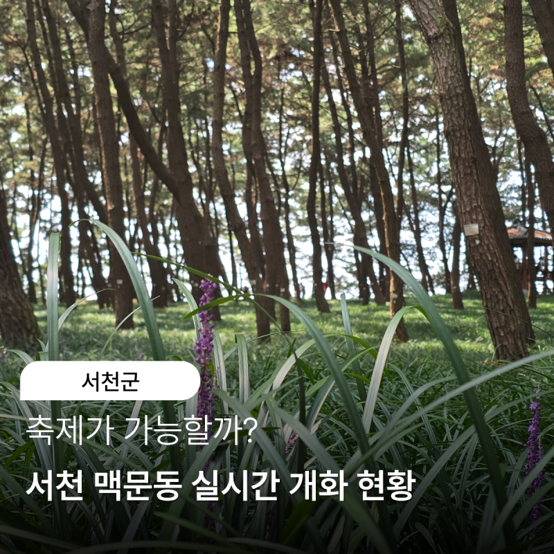 서천 맥문동 실시간 개화 현황 축제가 가능한가? 개화율 10%
