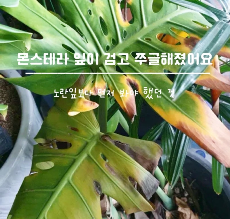 몬스테라 잎끝이 검게 타고 쭈글해졌어요, 물이 부족했던 흔적