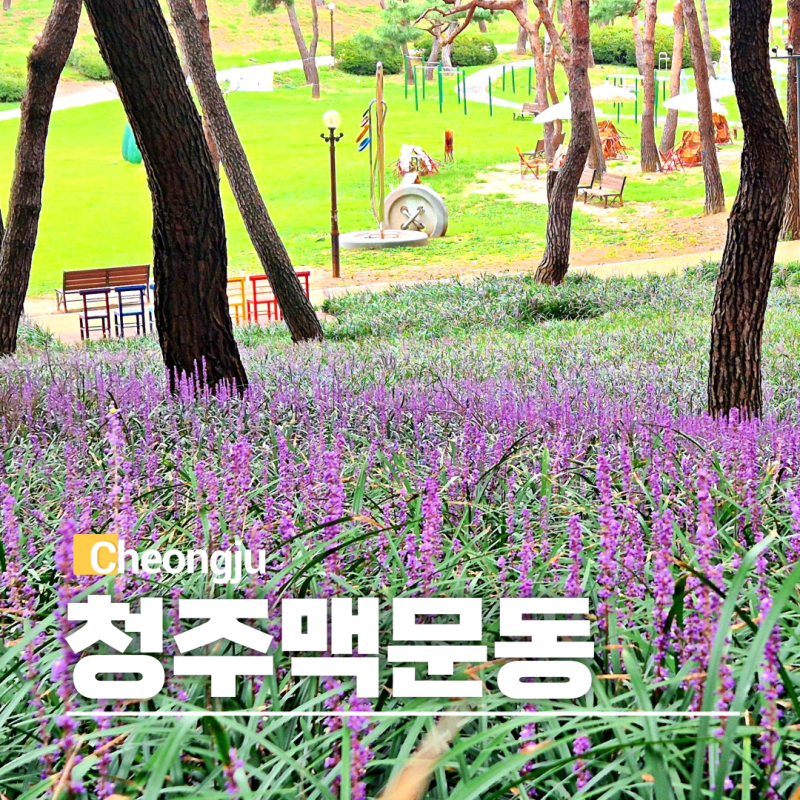 대전 근교 꽃구경 청주 솔밭공원 맥문동 개화 주차