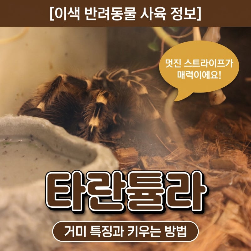 타란튤라 거미 키우기 절지동물 타란툴라 특징