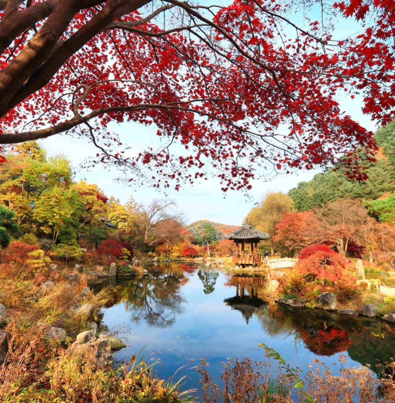 아침고요수목원 주차 예약 입장료 단풍 카페 동물원 체험 애견동반