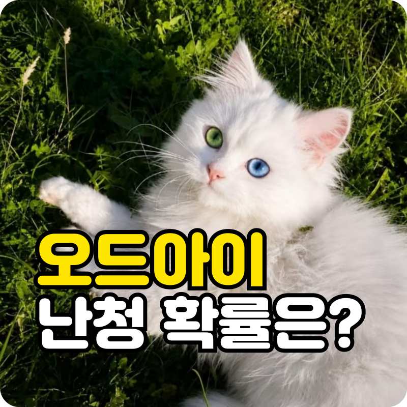 오드아이 고양이 난청 확률 높을까? 원인부터 케어 팁까지