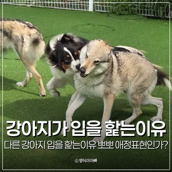 다른 강아지에게 강아지가 입을 핥는이유 뽀뽀 애정표현인가?