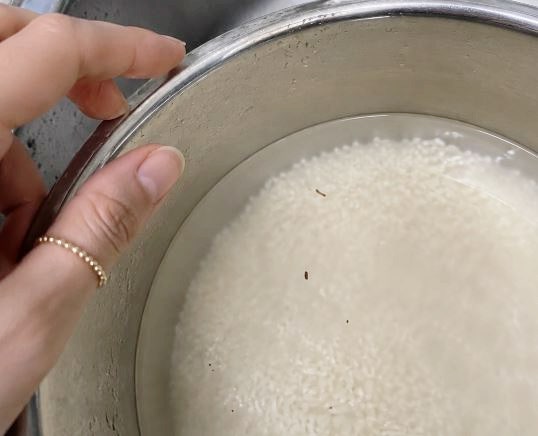 쌀벌레 발견한 쌀, 버려야 할까? 먹어도 될까?