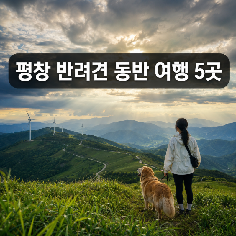 평창 가볼만한곳 5곳｜반려견 동반 대관령 목장·발왕산 여행