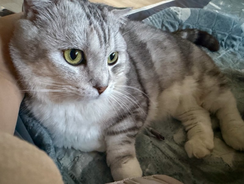 고양이 화장실 위치 명당 vs 절대 두면 안 되는 곳