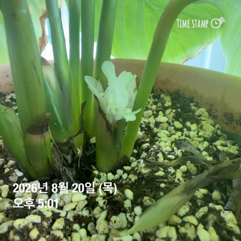 칼라데아 오르비폴리아 꽃 개화 후기