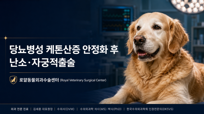 [Case Study] 노령견 당뇨병성 케톤산증·췌장염 안정화 후 난소자궁적출술과 당뇨 관해