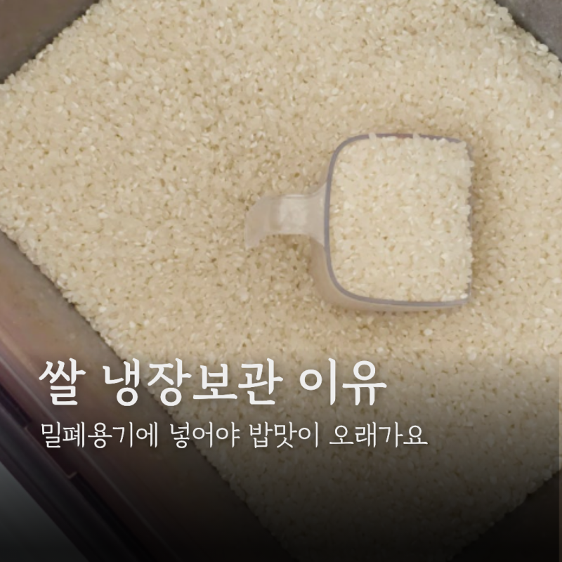 여름철 쌀 냉장고 보관 이유, 밀폐용기에 넣어야 밥맛이 오래가는 까닭