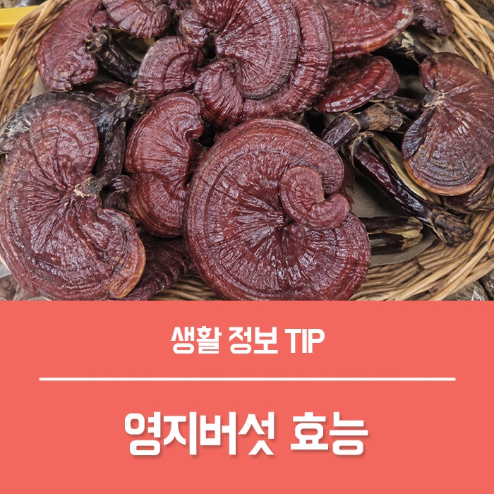 영지버섯 효능 TOP4, 이렇게 쓴데도 마시는 이유?