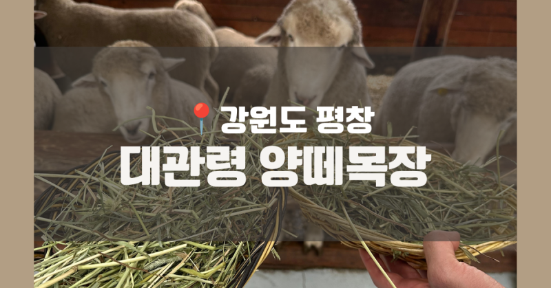 강원도 평창 가볼만한곳｜대관령 양떼목장 입장료·먹이주기·산책코스 총정리
