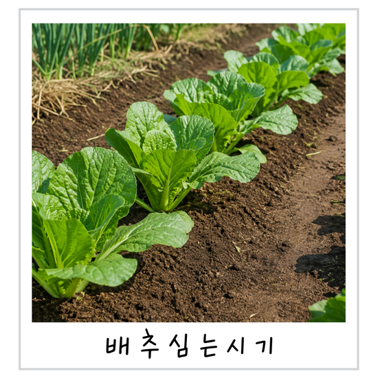 김장 배추 심는 시기 언제일까? 씨앗부터 벌레 없이 키우기