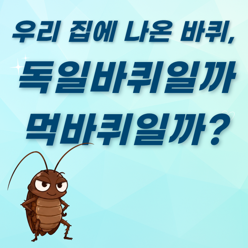 우리 집에 나온 바퀴, 독일바퀴일까 먹바퀴일까? (소형 vs 대형 바퀴벌레 서식처 및 퇴치법 차....
