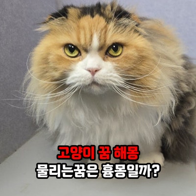 고양이 꿈 해몽 고양이한테 물리는꿈은 흉몽일까? 무는꿈 부위별 상황별 의미