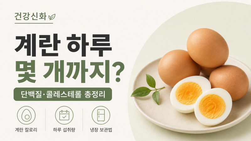 계란 하루 몇 개까지 괜찮을까? 삶은 계란 칼로리·단백질·콜레스테롤 총정리