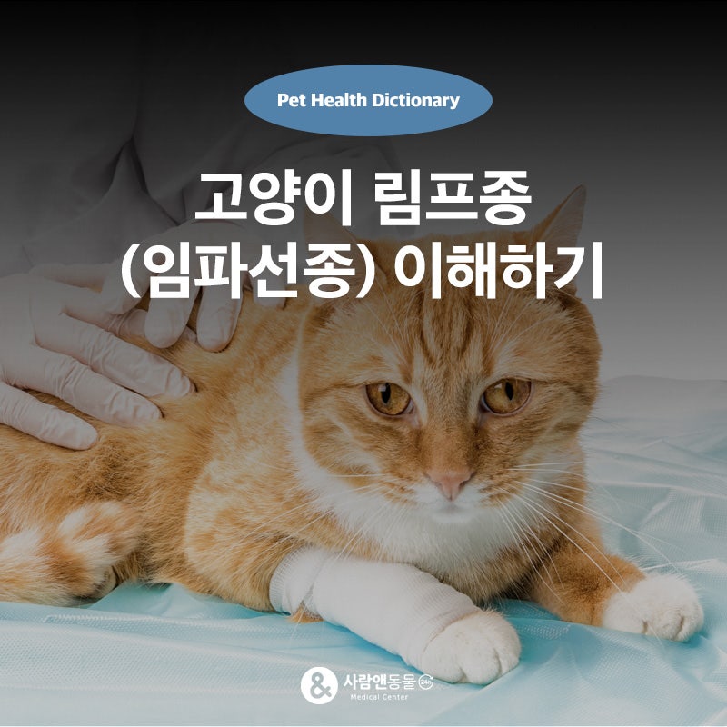 우리 고양이가 살이 빠지고 잘 안먹는다면? 고양이 림프종(임파선종) 이해하기